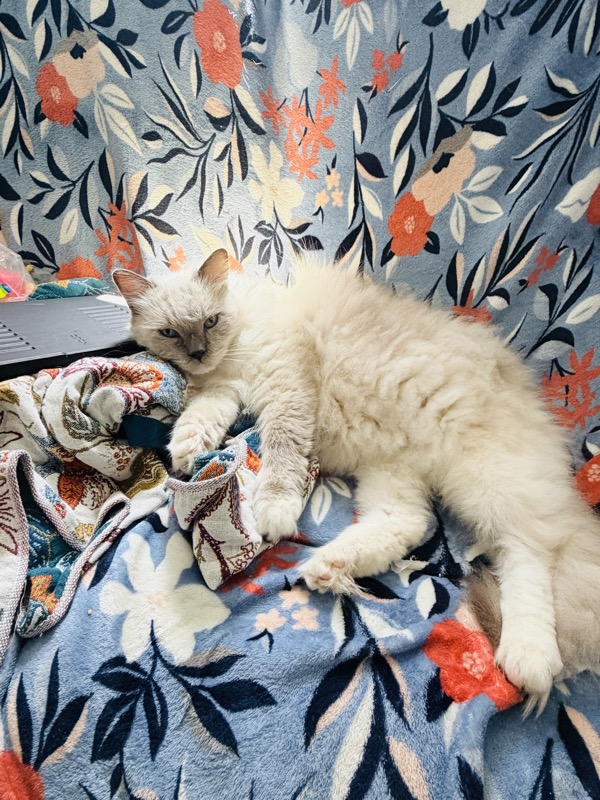 Biscuit the ragdoll