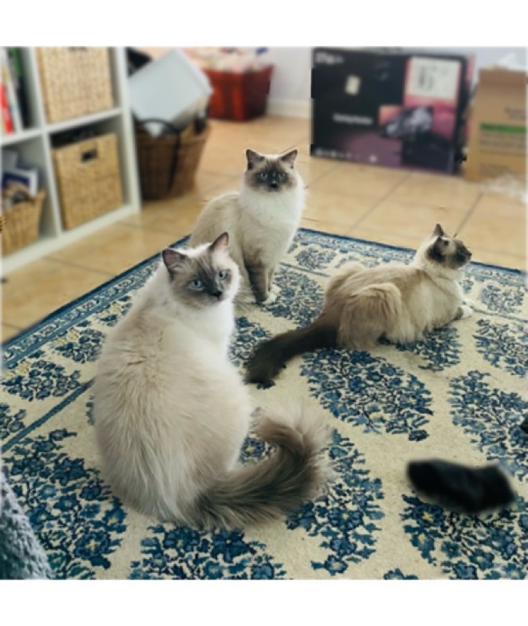 The ragdolls together