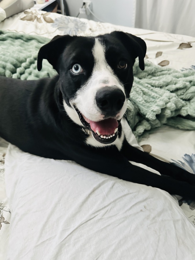 Kyro the boxsky with blue and brown eyes